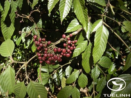 Leea curtisii King 1