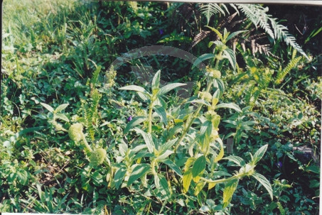 Leucas ciliata Benth. 1