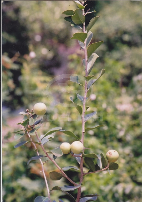 Limnocitrus littoralis (Miq.) Sw. 1 Limnocitrus littoralis (Miq.) Sw. 1