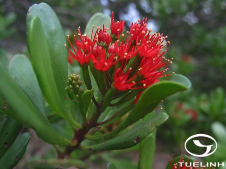 Lumnitzera littorea (Jack) Voigt 1 Lumnitzera littorea (Jack) Voigt 1