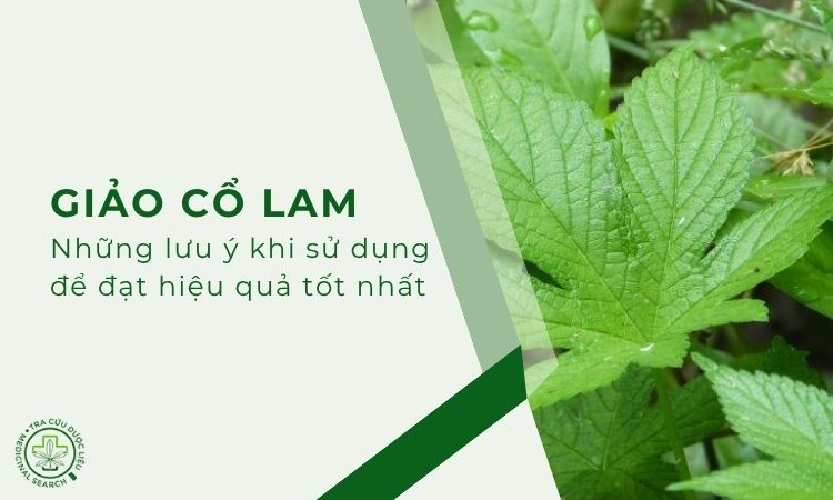 Những lưu ý khi sử dụng Giảo cổ lam để đạt hiệu tốt nhất 1