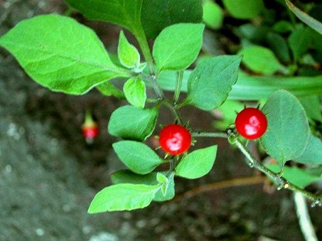 Lycianthes biflora (Lour.) Bitter 1