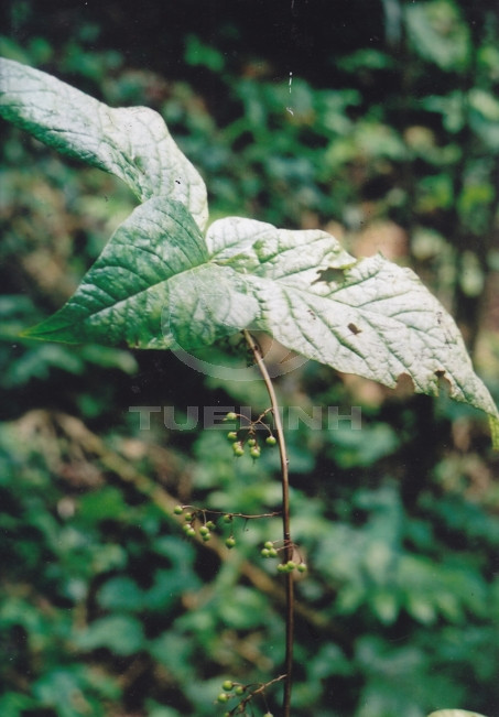 Lysimachia insignis Hemsl. 1