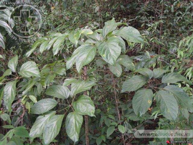 Macropanax dispermus (Blume) Kuntze 1 Macropanax dispermus (Blume) Kuntze 1