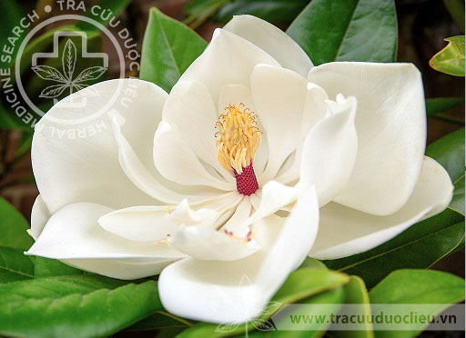 Magnolia coco (Lour.) DC. 1