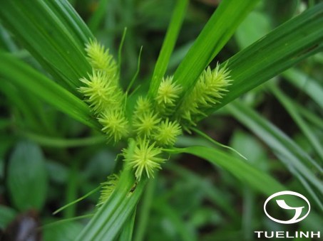 Mariscus umbellatus Vahl 1