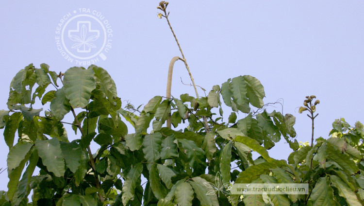 Markhamia stipulata (Wall.) Seem. 1