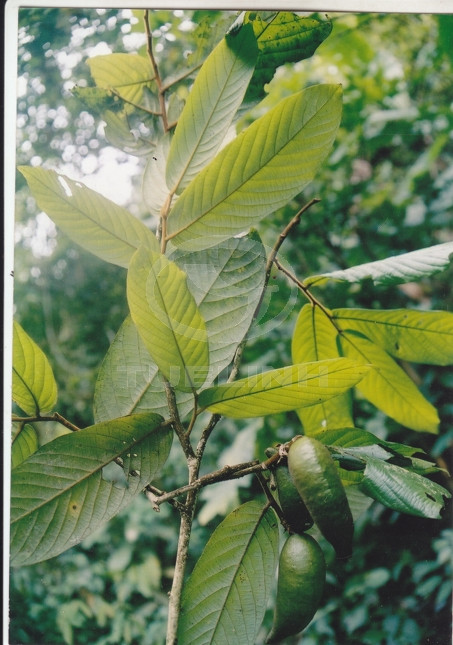 Meiogyne monogyna (Merr.) Ban 1