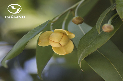 Melodorum fruticosum Lour. 1 Melodorum fruticosum Lour. 1