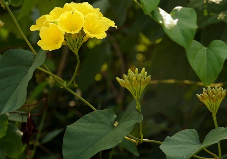Merremia umbellata (L.) Hall.f 1