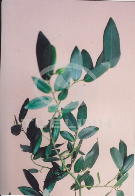 Mitrella touranensis Ban 1