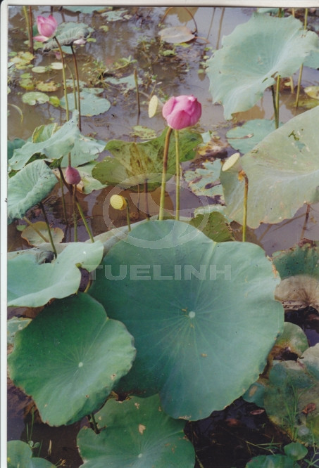 Nelumbo nucifera Gaertn. 1 Nelumbo nucifera Gaertn. 1