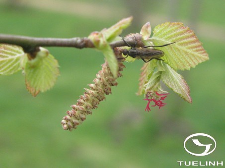 Ostryopsis davidiana Decne. 1