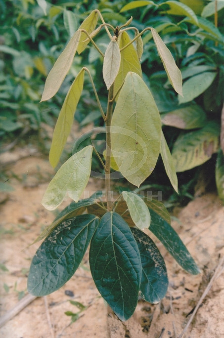 Pachygone dasycarpa Kurz 1