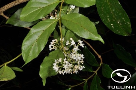 Parameria laevigata (Juss.) Mold. 1 Parameria laevigata (Juss.) Mold. 1