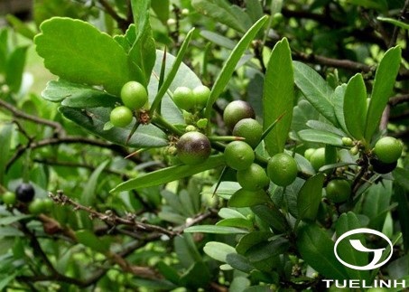 Paramignya armata Oliv. var. andamanica King 1 Paramignya armata Oliv. var. andamanica King 1