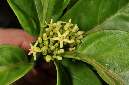 Parsonsia alboflavescens (Dennst.) Mabb. 1