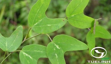 Passiflora cupiformis Mast. 1