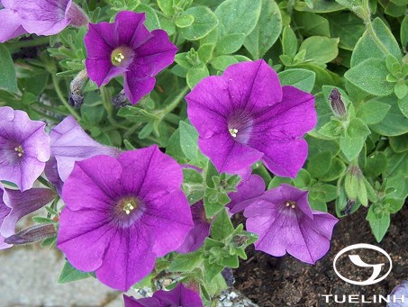 Petunia hybrida Hort. ex Vilmor 1 Petunia hybrida Hort. ex Vilmor 1