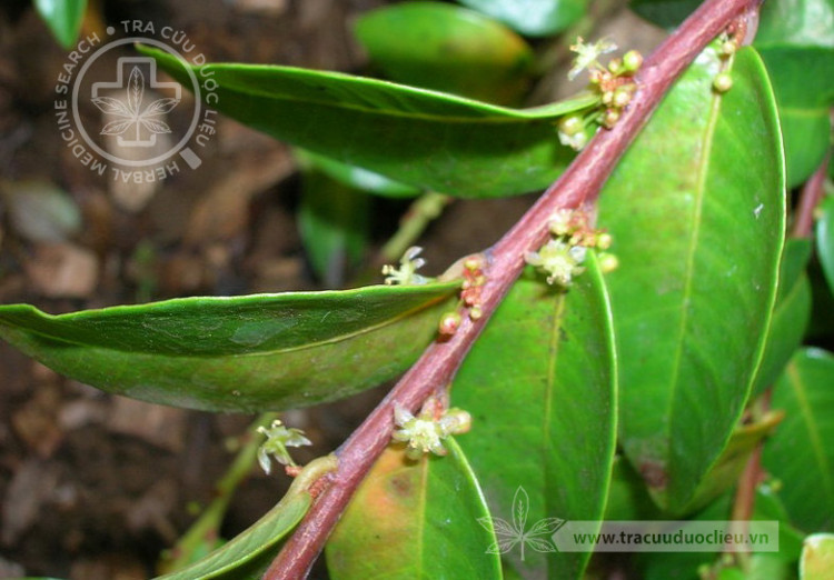 Phyllanthus banii Thin 1