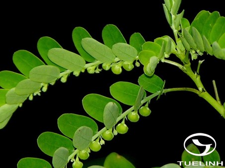 Phyllanthus amarus Schum. et Thonn 1