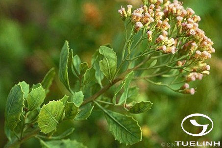 Pluchea indica (L.) Less. 1