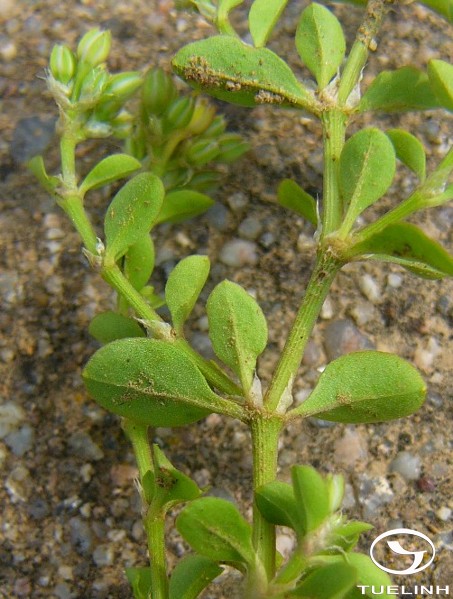 Polycarpon indicum (Retz.) Merr. 1 Polycarpon indicum (Retz.) Merr. 1
