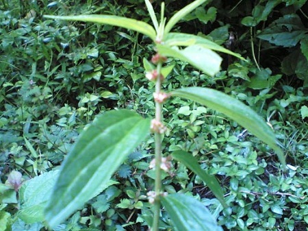 Pouzolzia sanguinea (Blume) Merr. 1