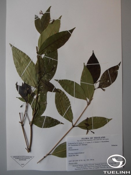 Prismatomeris memecyloides Craib 1