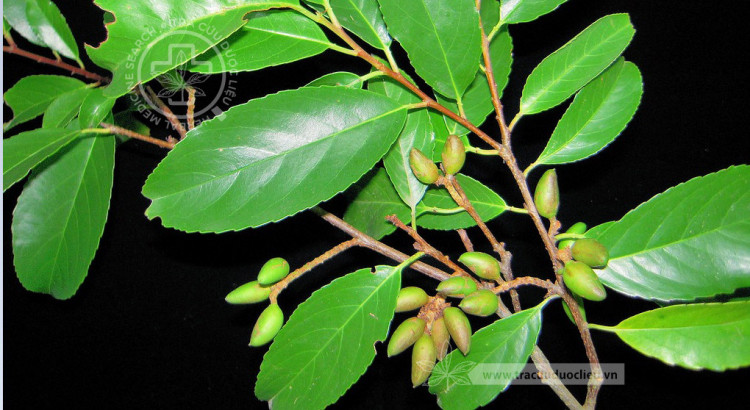 Prunus zippeliana Miq. 1