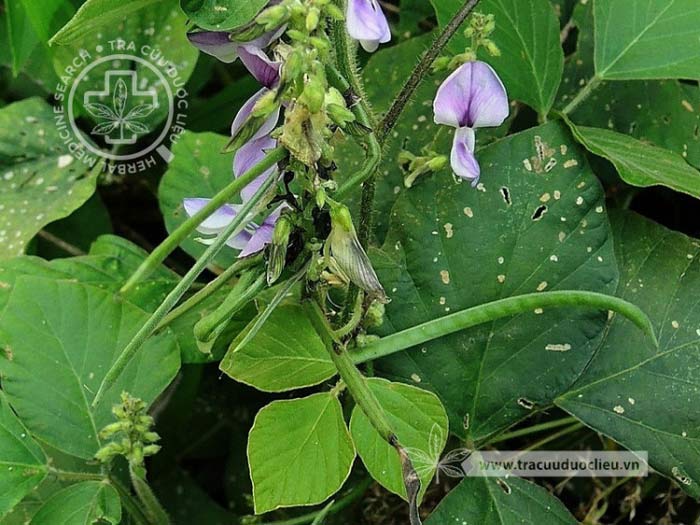 Pueraria phaseoloides (Roxb.) Benth. 1 Pueraria phaseoloides (Roxb.) Benth. 1