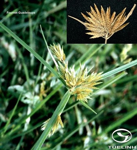 Pycreus polystachyos (Rottb.) P.Beauv. 1 Pycreus polystachyos (Rottb.) P.Beauv. 1