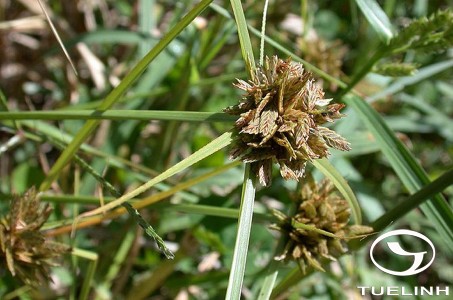 Pycreus sanguinolentus (Vahl) Nees 1 Pycreus sanguinolentus (Vahl) Nees 1