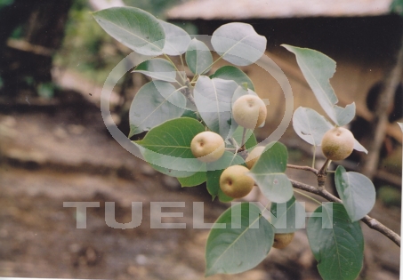 Pyrus calleryana Decne. 1