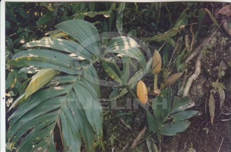 Rhaphidophora decursiva (Roxb.) Schott 1