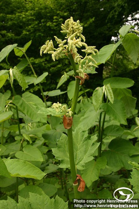 Rheum officinale Baill. 1 Rheum officinale Baill. 1