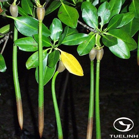 Rhizophora mucronata Poir. 1 Rhizophora mucronata Poir. 1