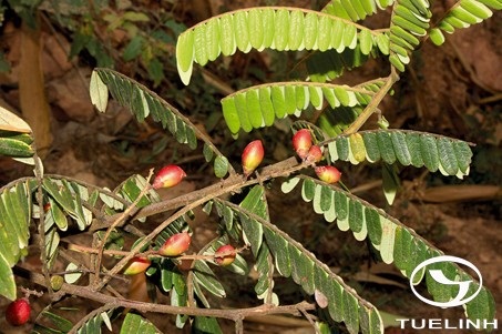 Rourea mimosoides (Vahl) Planch. 1 Rourea mimosoides (Vahl) Planch. 1