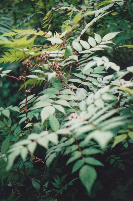 Rubus inopertus (Diels) Forke 1 Rubus inopertus (Diels) Forke 1