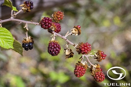 Rubus pyrifolius Sm. 1 Rubus pyrifolius Sm. 1