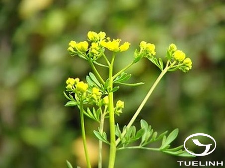 Ruta graveolens L. 1 Ruta graveolens L. 1