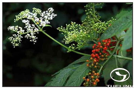 Sambucus javanica Blume 1