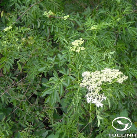 Sambucus simpsonii Rehd. 1 Sambucus simpsonii Rehd. 1