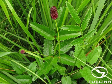 Sanguisorba officinalis L. 1