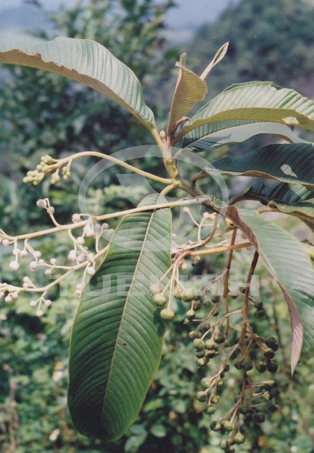 Saurauia napaulensis DC. 1