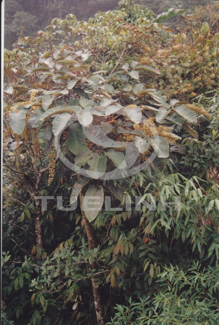 Schefflera delavayi (Franch.) Harms ex Diels 1 Schefflera delavayi (Franch.) Harms ex Diels 1