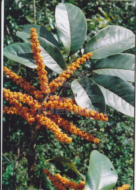 Schefflera glomerulata H.L. Li 1 Schefflera glomerulata H.L. Li 1