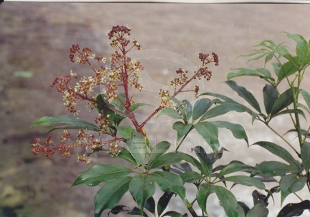 Schefflera leucantha R. Vig. 1