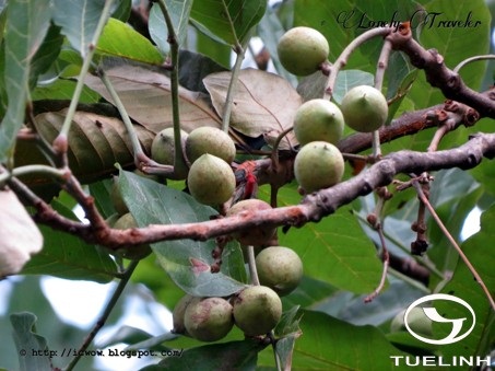 Schleichera oleosa (Lour.) Oken 1