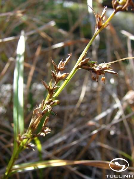 Scleria sumatrensis Retz. 1